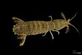 Are mantis shrimp in Florida?