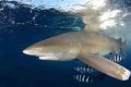 Are white tipped reef sharks dangerous?