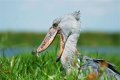 How fast are shoebills?