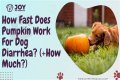 How fast does pumpkin work for dog diarrhea?