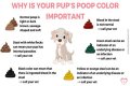 What can I give my 5 month old puppy for diarrhea?