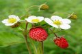 What Colour are strawberry flowers?