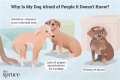 What do I do if my dog snaps at my baby?