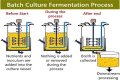 What is batch fermentation?