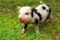 What is the cutest pig in the world?