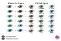 When do babies get their eye color?