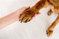 Why does my dog hold my hand in the car?