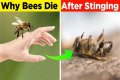 Why must you tell the bees when someone dies?